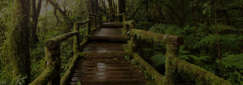 Ecosystem mentoring/coaching