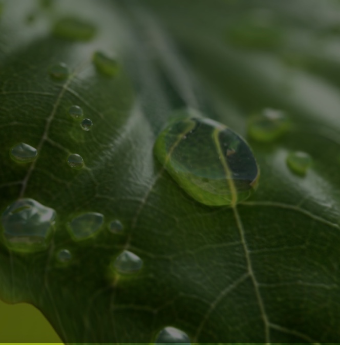 Water droplet on leaf